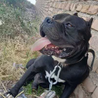 پیت بول نر سه سال