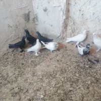 کبوتر|پرنده|بستان آباد, |دیوار