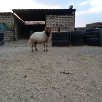 قوچ باغینی