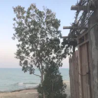 نیروی کار روزمزد هستم سمت طبل و اطراف