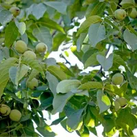اجاری گردو سر درختی با قیمت بالا میگیرم
