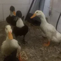 اردک نر ماده