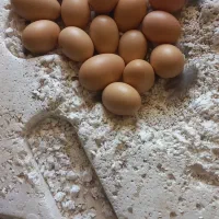 تخم مرغ محلی  نطفه دار