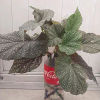 گل بگونیا خالدار