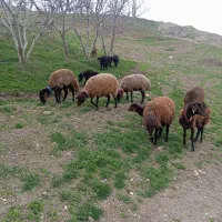 قوچ ومیش همو وهترو