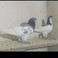 جفت یال سبز نر گلدار ماده ساده