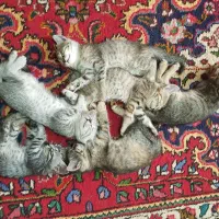 واگذاری گربه DLH