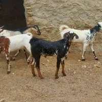 نری و برره چاق|حیوانات مزرعه|قشم, |دیوار