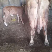 گاو لیموزین30کیلو شیر جوان. سالمو. خوش خوراک