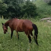 اسب دو ساله