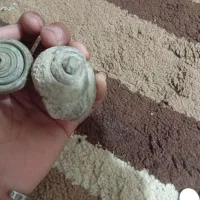 فسیل|کلکسیون اشیاء عتیقه|بندرعباس, |دیوار