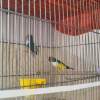 فروش فنچ گلدین