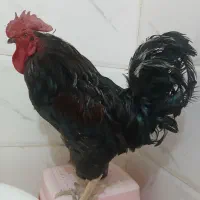 مرغ و خروس محلی سیاه لری