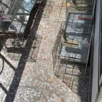 سهره جفتی چونه سفید معاوضه با نقره