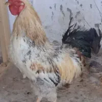 خروس محلی