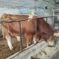 گوساله سیمینتال اصل اصل