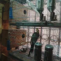 عروس هلندی