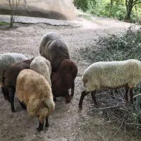 5 تا گوسفند ماده با 4 بره یک بز