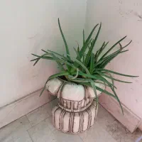 گلدان طبیعی