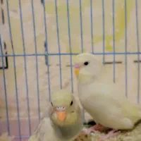 مرغ عشق|پرنده|زابل, |دیوار