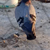 معاوضه ماده پلاکی با نر سبز دو خط پلاکی