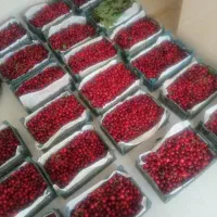 گیلاس تک دانه