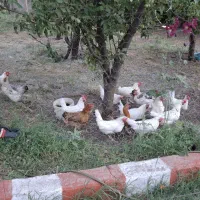 مرغ تخم گذار
