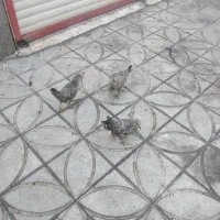 ۳ تا جوجه رسمی ۴ ماهه