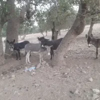 الاغ|حیوانات مزرعه|آبدانان, |دیوار