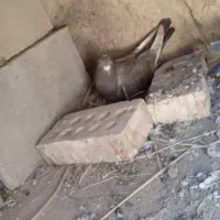 کفتر سورخ