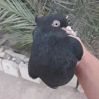 سینه سیاه دمسفید طوقی پلاکی سینه سیاه همراه جوجه