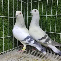 ذات دار با اصالت