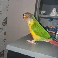 طوطی گرینچیک