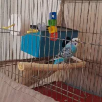 یک جفت مرغ عشق زیبا