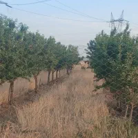 باغ-و-زمین-فروشی