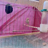 دو تا قناری ماده اماده