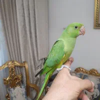جوجه ملنگو سوپر رام ودستی دونخور خور سرلاکی 3عدد