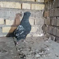 کبوتر کلیه سیاه