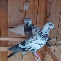 3تا کفتر پرشی