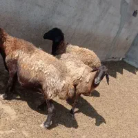 گوسفنده