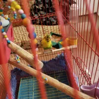 مرغ عشق سالم و سرحال و بدون قفس