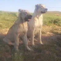 توله سگ عراقی نر