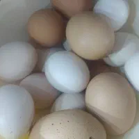 تخم مرغ محلی