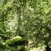 خرید و فروش انواع زمین باغ خانه ماشین  موتور وغیره