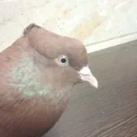 سرخ ابادانی اصل