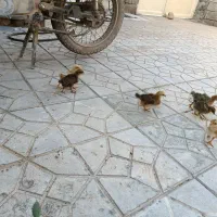 جوجه