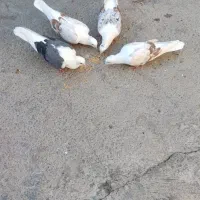پلنگ نباتی