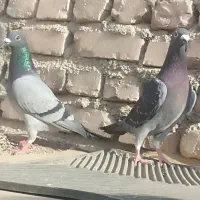 کفتر
