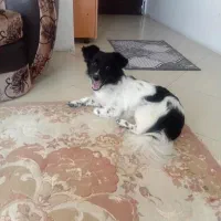 سگ شیطون و شوخ تب
