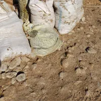 کود گوسفندی